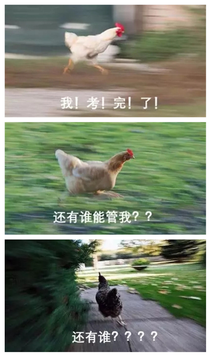 電競雞,快跑雞 電競雞,快跑雞